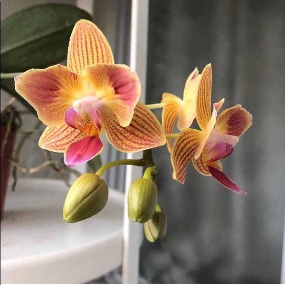 Meet your Posher, Monica m. - Picture 2 of 3